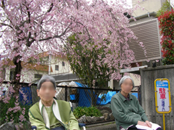 グループホーム近所の満開の桜の下での写真